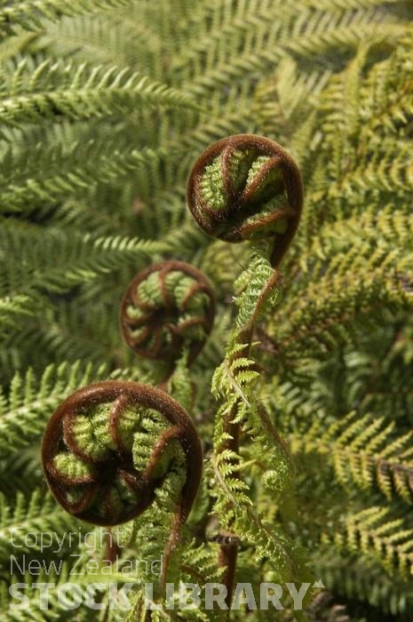 Fern buds