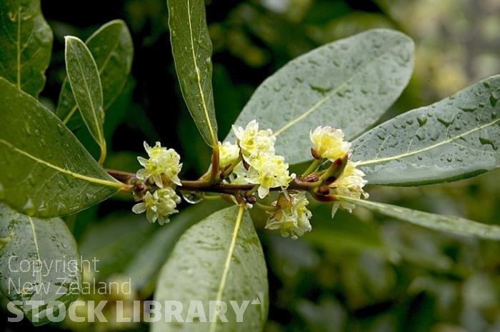 Bay tree flowers