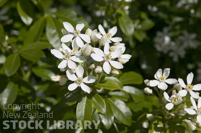 Flowering shrub