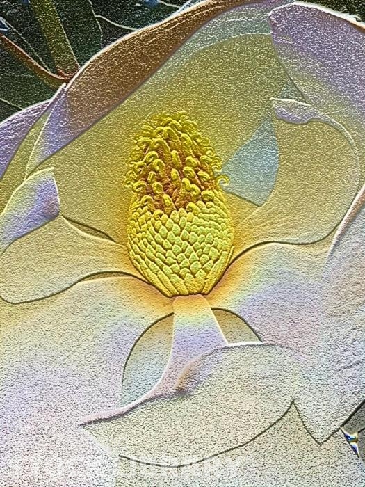 Magnolia