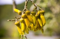 Kawhai_flowers;Bush;creek;Buller_Region