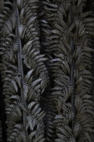 Dried_Ponga_Leaves