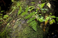 Bush;creek;Buller_Region;lichen;moss;Bush;Ferns;moss;licken;Buller_Region