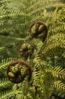 Fern_leaves;ferns;fern_leaves_unfurling