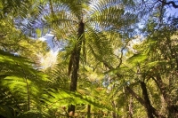 Tree_fern;ponga;bush