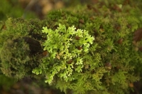 Bush;Buller_Region;lichen;moss