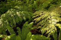 Bush;Buller_Region;lichen;moss;Fern
