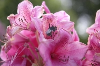 Rhodedendron;Bee;flower;Rhodedendron_flower