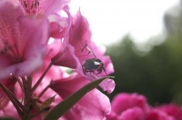 Rhodedendron;Bee;flower;Rhodedendron_flower
