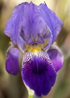 Iris_flower