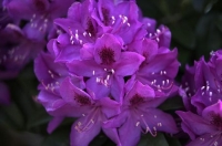 Rhodedendron_Flower