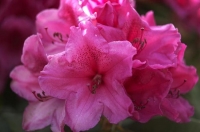 Rhodedendron_Flower