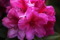 Rhodedendron_Flower
