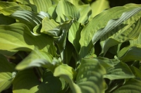 Hosta_leaves