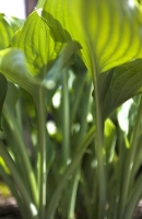 Hosta_leaves