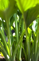 Hosta_leaves