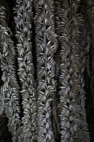 Dried_fern_fronds;Dried;fern;fronds;Dried_fern;fronds