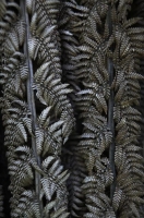 Dried_fern;fronds;Dried;fern_fronds;Dried_fern_fronds