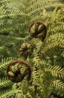 Fern_buds