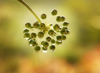 Castor_Oil_Seed_Head