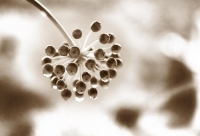 Castor_Oil;Seed_Head;Castor_Oil_Seed_Head