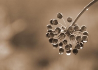 Castor_Oil;Seed_Head;Castor_Oil_Seed_Head