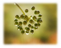 Castor_Oil_Seed_Head;Castor_Oil