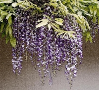 Wysteria;flowers;Water_Colour