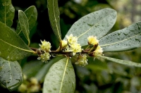Flowering_bay_tree;Flowering;bay_tree