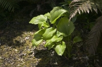 Hosta_leaves