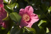 Camelia;pink_camelia