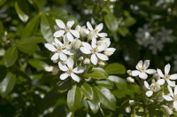 Flowering_shrub