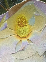 Magnolia