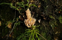 Bush;creek;Buller_Region;lichen;moss;Fungi;coral_fungi