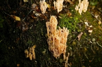 Bush;creek;Buller_Region;lichen;moss;Bush;creek;Fungi;Fungus;coral_fungi