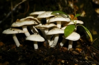 Death_Cap;Amanita_phalloides;Fungi;Bush;creek;Buller_Region;lichen;moss;Fungi;Fu