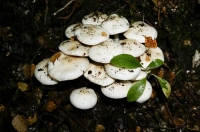 White_cap;Death_Cap;Amanita_phalloides;Fungi;lichen;moss