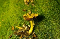 Bush;creek;Buller_Region;lichen;moss;Bush;unidentified_fungus;Buller_Region;Fung