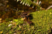 Bush;Buller_Region;lichen;moss;Bush;Buller_Region;Small_brown_toadstool;unidenti