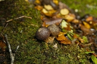 Puff_Ball_Fungi;Bush;Buller_Region;small_puffing;fungi;unidentified;lichen;moss