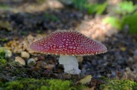 Amanita_Muscaria;toadstool;Buller_Region;lichen;moss;