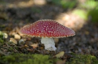 Amanita_Muscaria;toadstoolBuller_Region;lichen;moss;