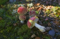 Amanita_Muscaria;toadstool;Buller_Region;lichen;moss;