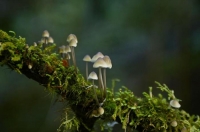 possibly_Psilocybe_cubensis;Buller_Region;lichen;moss;
