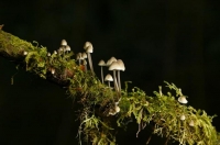 possibly_Psilocybe_cubensis;Buller_Region;lichen;moss;