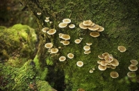 Bush;creek;Buller_Region;lichen;moss;Fungi