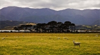 Palliser_Bay;Wairarapa;rocky_shoreline;coast_road;lighthouse;seals;bachs;holiday
