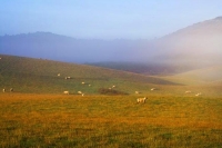The_Catlins;Southland;hills;rivers;Road;bush;native_forrest;green_fields;green_p