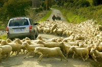Sheep_running;sheep;sheperd;quad_bike;country_road;sheep_jumping
