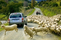 Sheep_Jumping;Buller_Region;sheep;sheperd;quad_bike